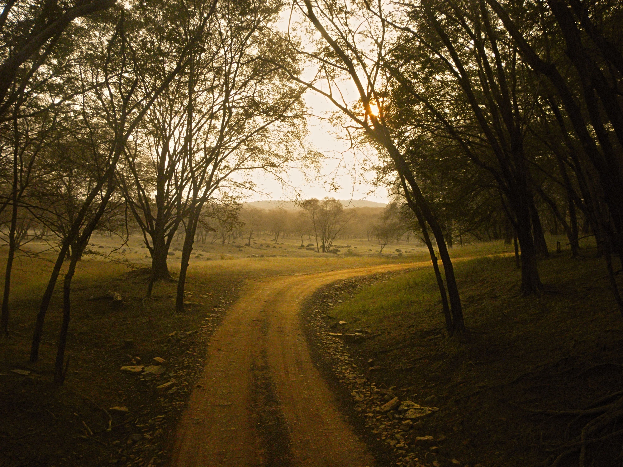 Ranthambhore Private Tiger Safari — 2 Nights