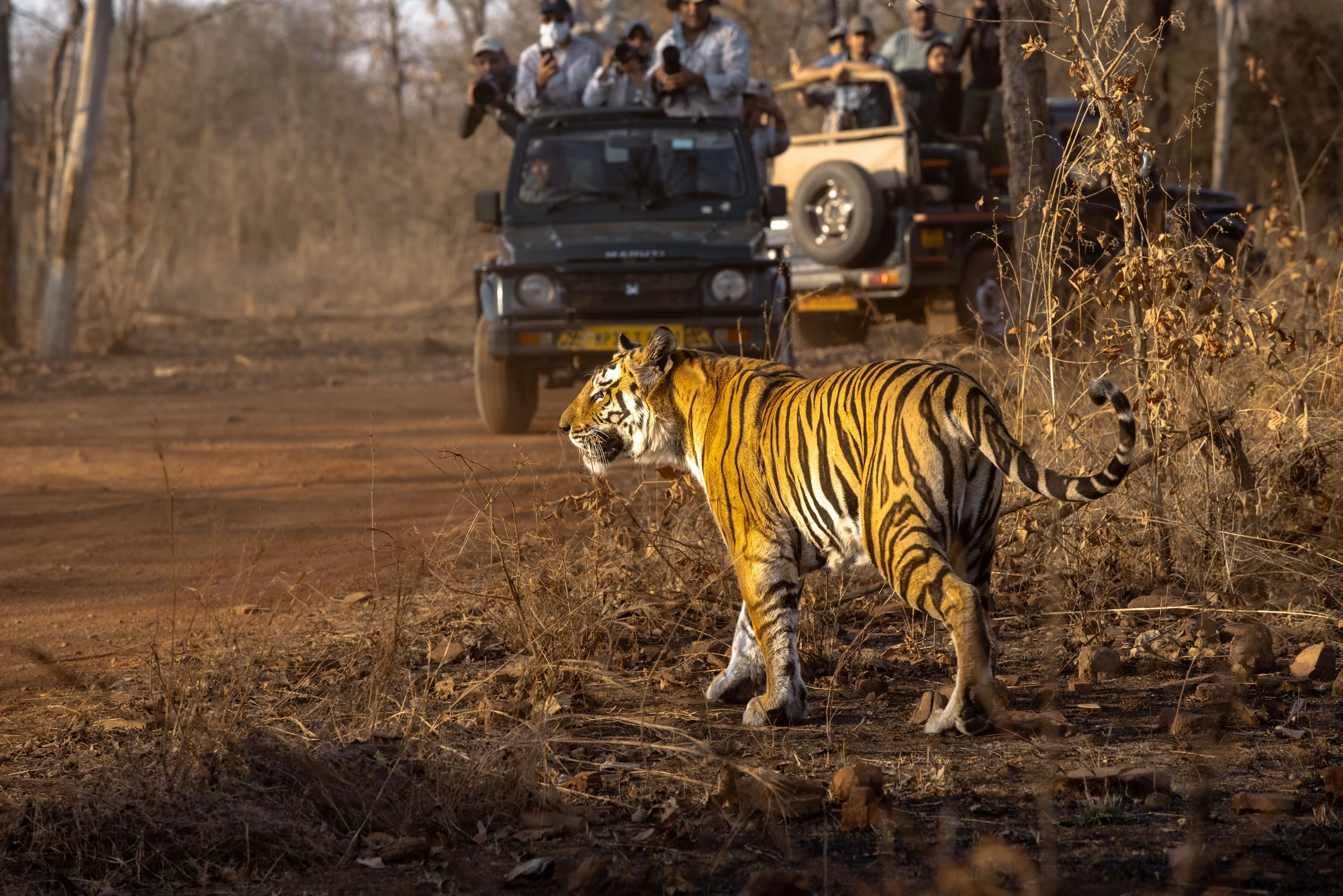 Ranthambhore Private Tiger Safari — 2 Nights